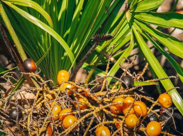 Saw Palmetto